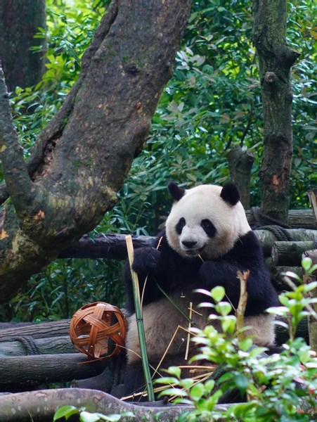 Chengdu Day Trip: Panda Base & Sanxingdui Museum Exploration Tour JLIpbq6n