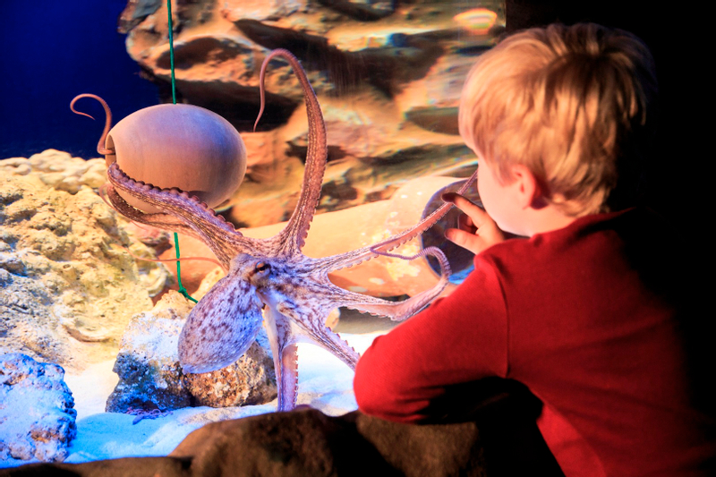 SEA LIFE Timmendorfer Strand Admission Ticket a9mevsUN