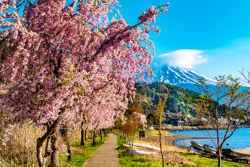 Tiket Mt. Fuji, Lake Kawaguchi, Seasonal Fuji Views, and Tiket Mt. Fuji, Lake Kawaguchi, Seasonal Fuji Views, and