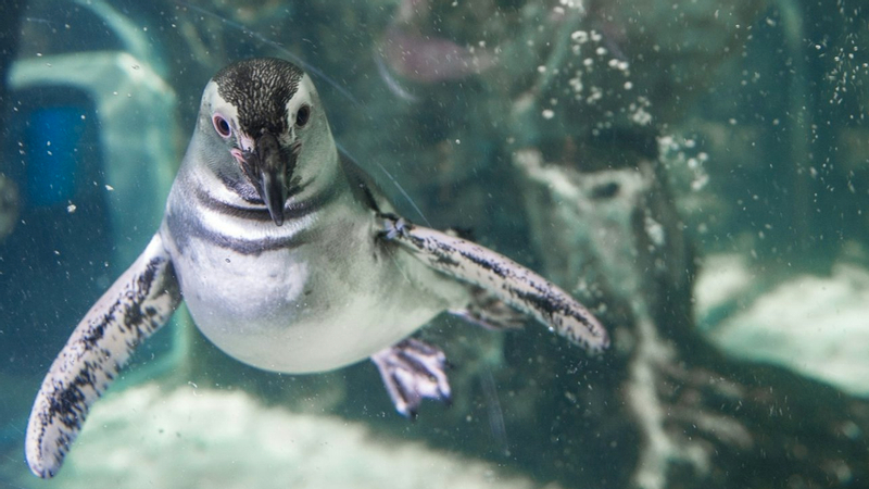 Aquarium of Genoa ticket and street food tasting YXKfbGeg