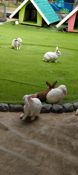 Siri Park and Zoo KDA7GPYg