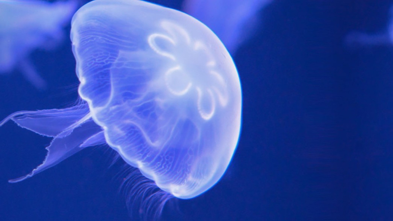 Livorno Aquarium ticket Pa6fLg1S