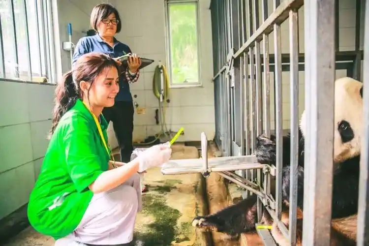 Chengdu Departure: Wolong Shenshuping Panda Base Volunteer Experience with Private Guided Day Tour  6yL0YHFE