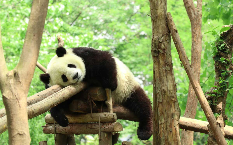 Chengdu Panda Base and Dujiangyan Private Day Tour O6qhA13o