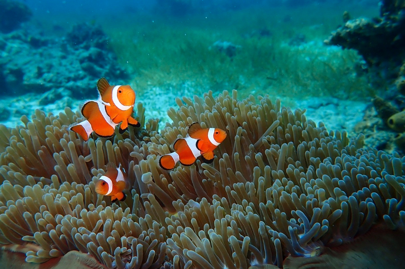 3-Island Hopping Day Tour with Lunch on Cebu Island izb9rfRI