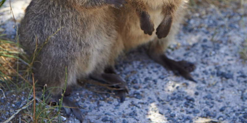 Rottnest Island Grand Island Bus and Train Tour HSJxGiGY