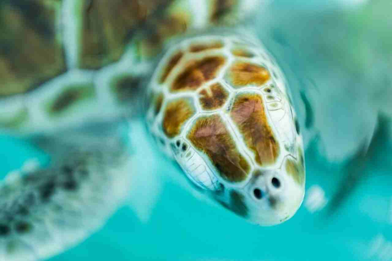 Cancun Isla Mujeres Catamaran Full-Day Tour nQb0OWsc