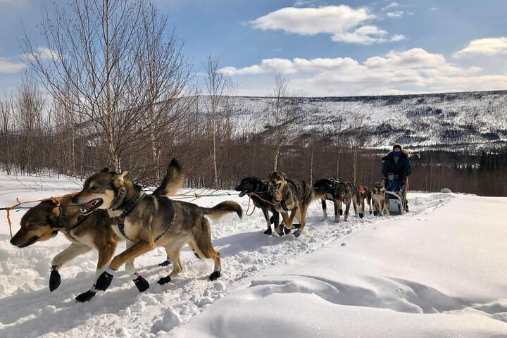 Overnight Dog Sledding Adventure HKvdlSlm