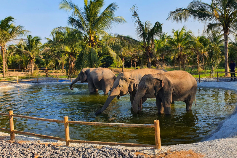 Living Green Elephant Sanctuary Chonburi From Bangkok or Pattaya q66DOhg6