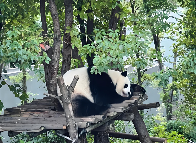 Chengdu Panda Base Private Half-Day Tour IyVRubMc