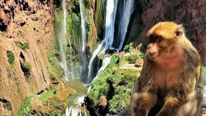 Marrakech Ouzoud Waterfalls Full-Day Tour with Boat Ride 9NH2FnOE