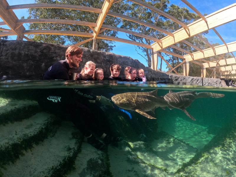Irukandji Shark & Ray Encounters Ticket  aHsoLip5