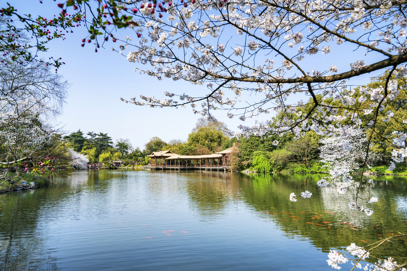 Hangzhou West Lake Cruise + Leifeng Pagoda + Su Causeway + Viewing Fish at Flower Pond Classic Half-Day Tour AlTpHLct