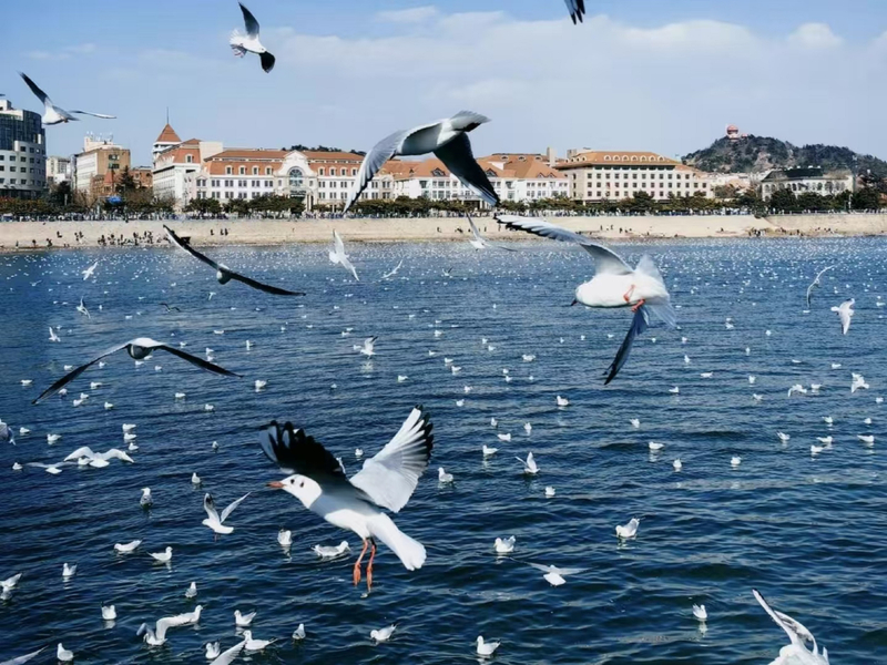 Qingdao City Highlights and Zhanqiao Pier Full-Day Tour xWA5NrWH