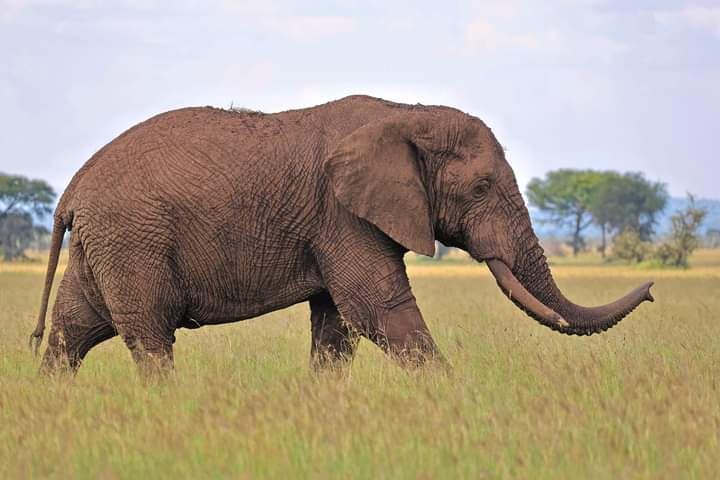 Kenya 8-Day Private Safari with Big Cat Sightings PgkqsCRW