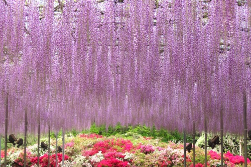 Tokyo Ashikaga Flower Park Full-Day Private Tour uBwPS19Z