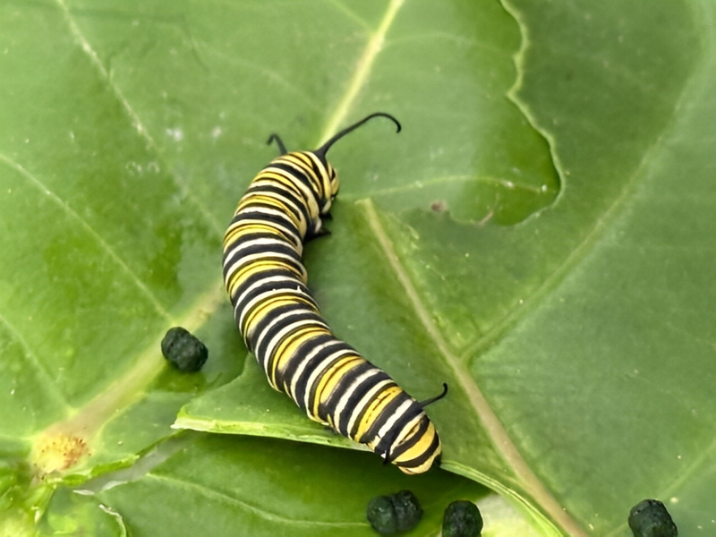 Haiku Butterfly Garden Tour ySvttLbu