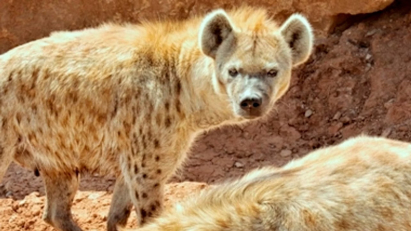 Out of Africa Wildlife Park ticket in Camp Verde nmvds6V2