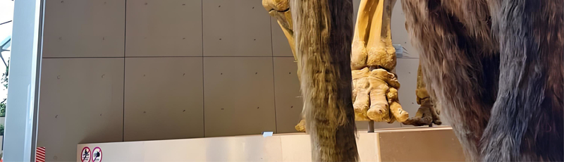 Half-Day Tour of Shanghai Natural History Museum T8t4iDay