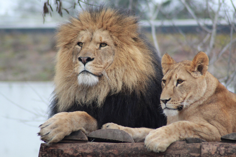 Amboseli National Park Full-Day Safari with Mountain Views ymx9jjrB
