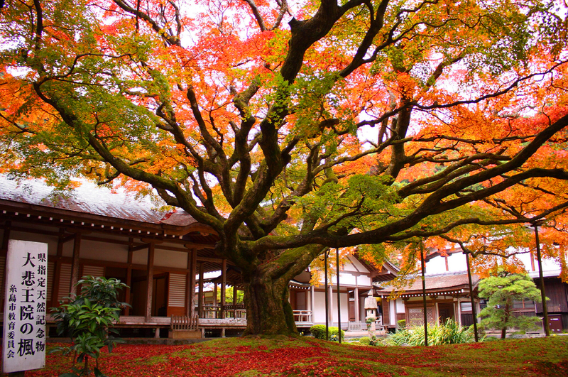 Fukuoka Day Trip: Shiraito Falls, Meoto Iwa, and Totoro Forest ZYACpT2N