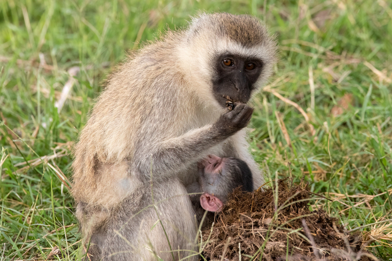 Nairobi National Park, Elephant Nursery & Giraffe Center Guided Tour 6VixQSuQ