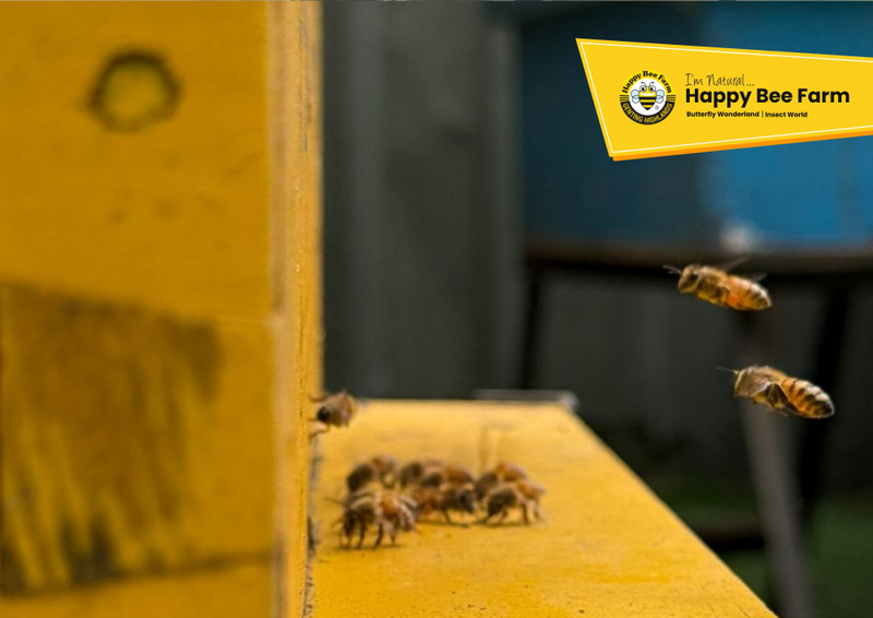 Happy Bee Farm Admission Ticket in Genting Highlands 50uTfw1e