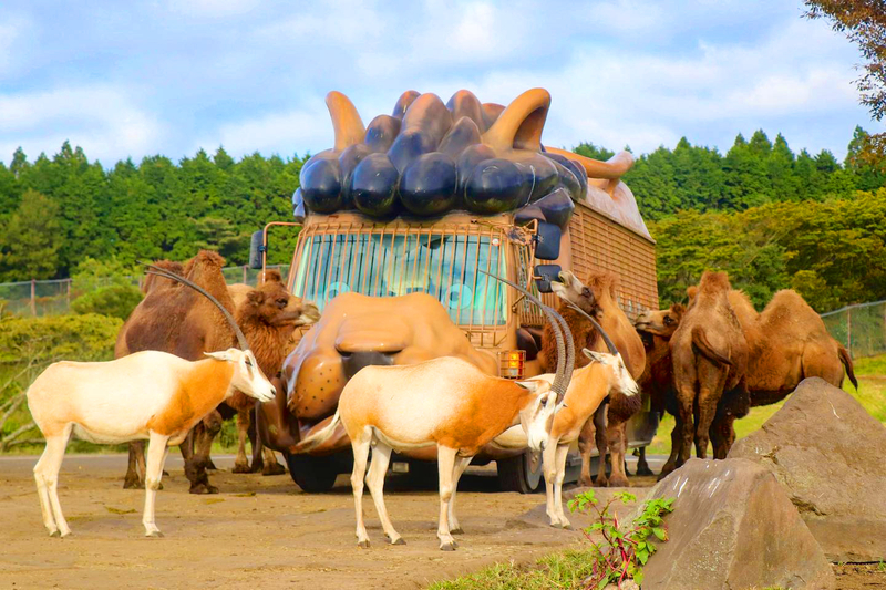 Kyushu Oita | Kyushu Natural Animal Park & Mt. Yufu & Yufuin & Kinrin Lake & Umi Jigoku (Ocean Hell) Day Trip (From Fukuoka) 5I0Jknbq