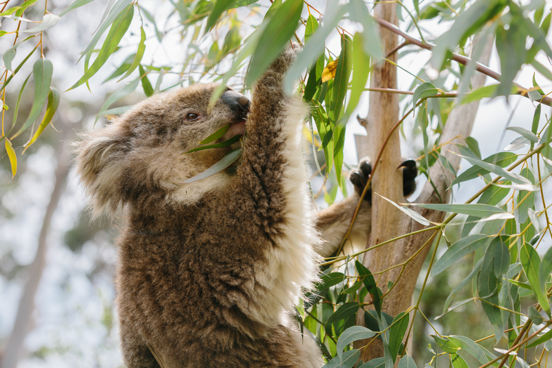 Phillip Island Penguins Wildlife Adventure Tour G3WUKleZ