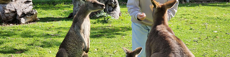 Premium Adelaide Hills Tour - Hahndorf and Cleland Wildlife Park  mNizKY6m