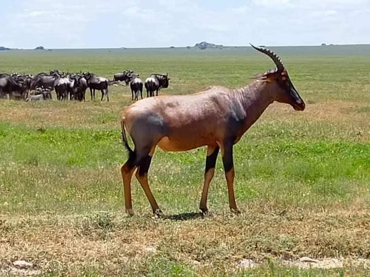 Masai Mara & Amboseli 6-Day Small Group Safari Tour 0NbahIna