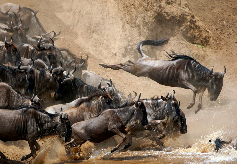 Maasai Mara & Amboseli 7-Day Wildlife Safari with Kilimanjaro Views n0QRGk8w