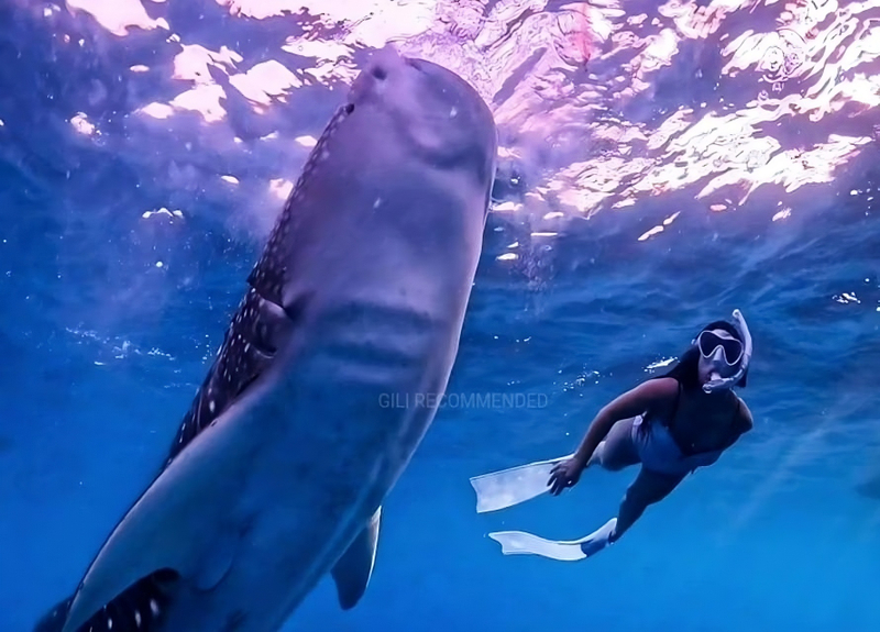 Mataram Sumbawa Whale Sharks 2-Day Small Group Adventure ud1SPaWc