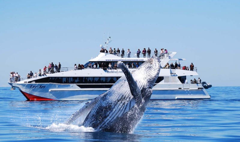 Brisbane Whale Watching Cruise Jgkiao6t