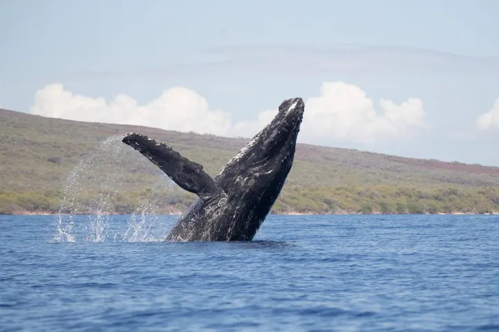 Whale Watching Cruise Experience in Maui by Quicksilver mJf5YYKH