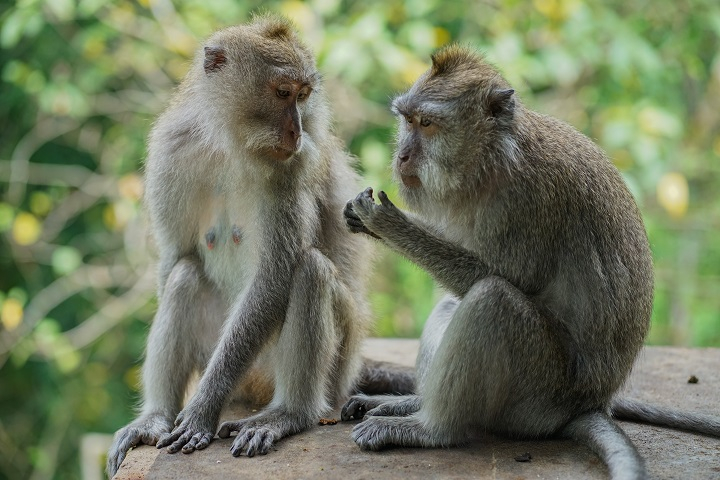 Sacred Monkey Forest Ubud zLK4wS3S