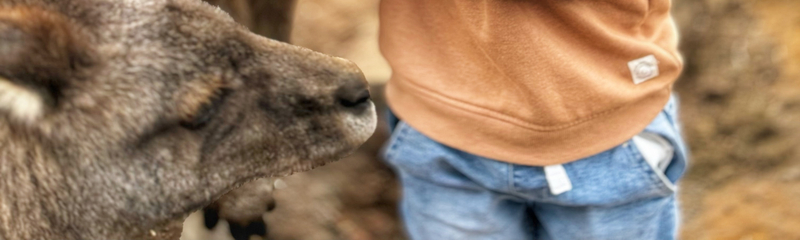 Richmond and Borong Wildlife Sanctuary Half Day Tour from Hobart JYl3aM3Q