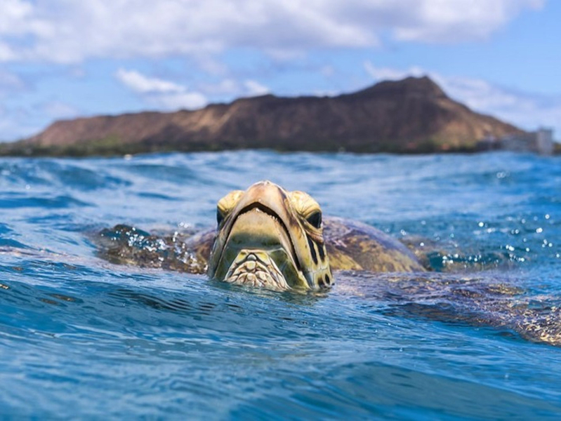 Morning Dolphin and Snorkel Excursion From Waianae Harbor f8gxRsLQ