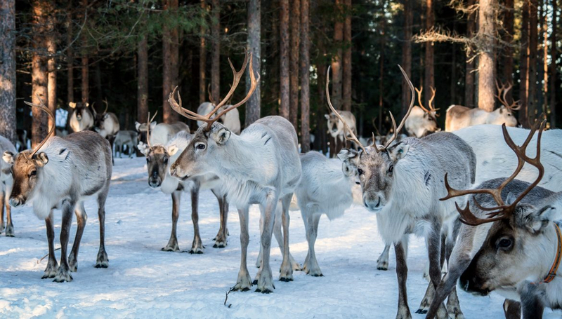 Authentic Reindeer Farm Visit V9r9WbmJ
