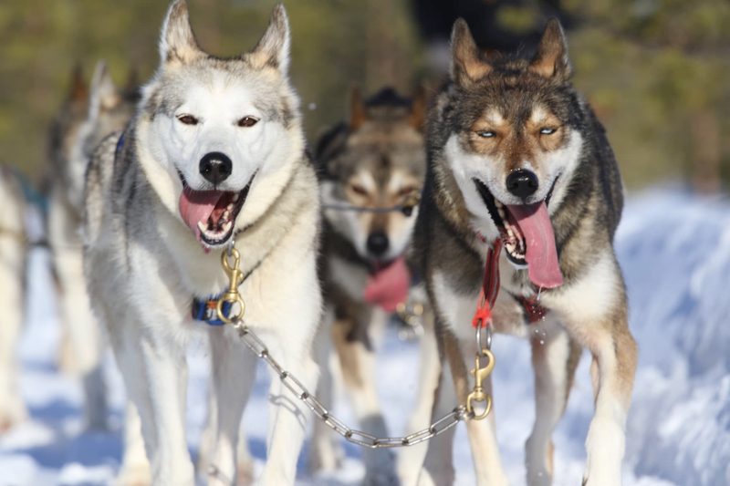 6-10 Km Huskies Sled Adventure in Rovaniemi Dlmdo0cl