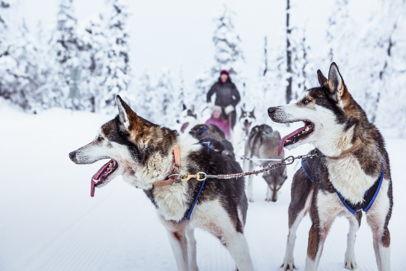 2-5km Huskies sled ride experience as passenger AFY2QvZl
