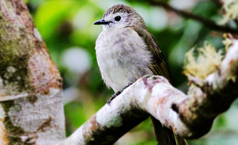 Kinabalu Park Full-Day UNESCO Site Bird Watching Tour 2Ch6k8oG