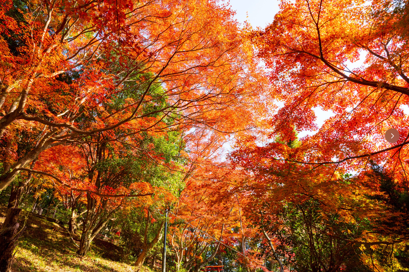(Lunch included) Kyushu Fukuoka Mifuneyama Rakuen Autumn Leaves Festival, Yutoku Inari Shrine, Kamado Shrine Autumn Maple Viewing Day Trip d7hbe78L