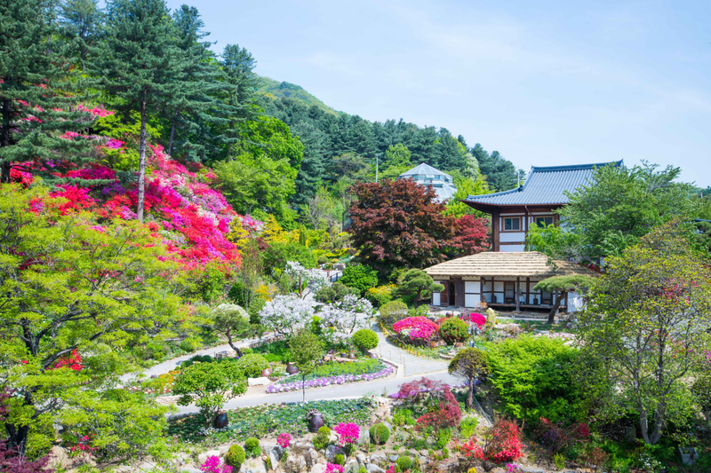 Nami Island & Lotte World 2-DAY TOUR vAlcr2w2