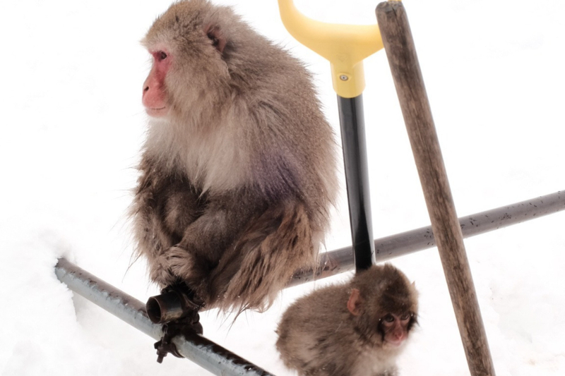 Snow Monkey Park & Togakushi Shrine Private Day Tour from Nagano Bq15xJXd