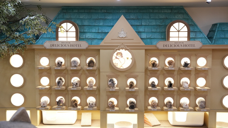 [Hongdae] Roofcatme Cat Café Weekday Discount Admission 0glveGl5