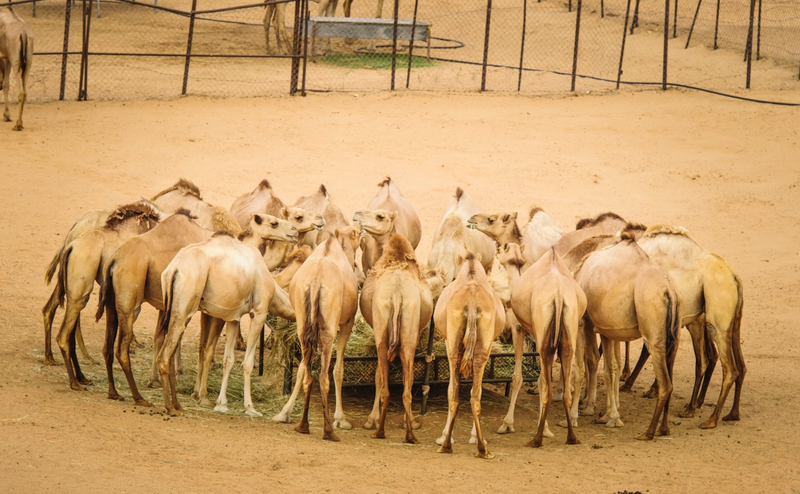 Abu Dhabi Evening Desert Safari with BBQ Dinner vmtxgOUI