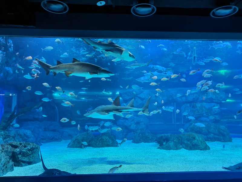 [Suwon] Gwanggyo Aqua Planet Discount Ticket yoiALFPV