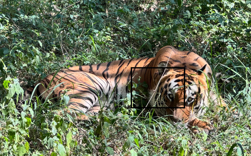 Wild Life Jeep Safari Tour at Bannerghatta with Private Transfer ARnpuUKK