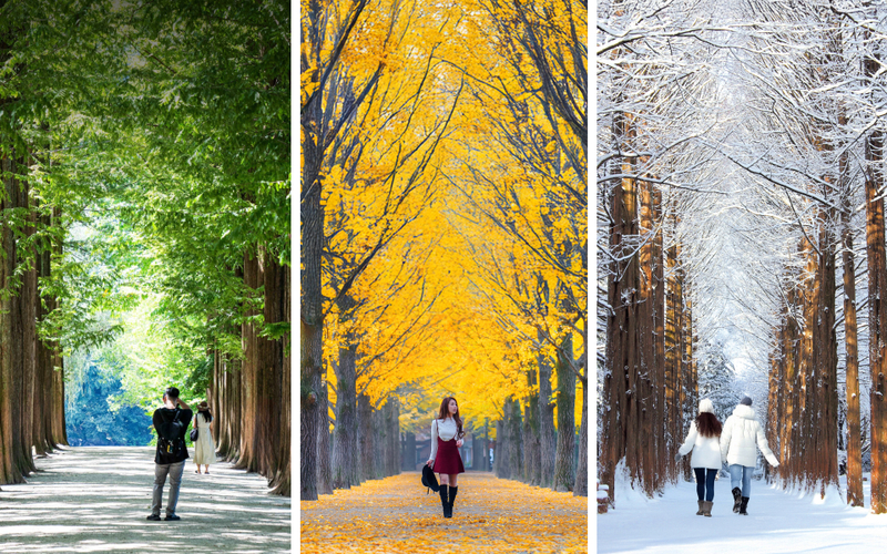 Seoul Nami Island, Garden & Rail Bike Day Tour ESAGZURG